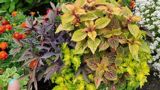 Цветочные миксы в кашпо. Часть 2