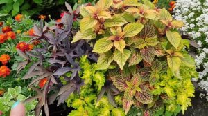 Цветочные миксы в кашпо. Часть 2