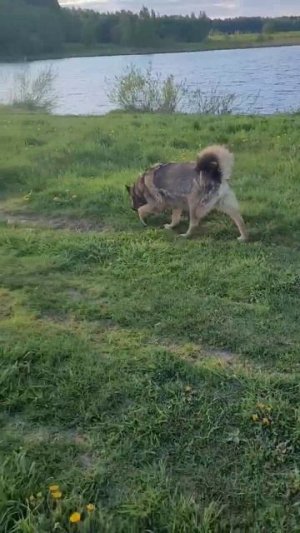 Хорошо в деревне летом.#shorts #собака#собаки #собакадругчеловека