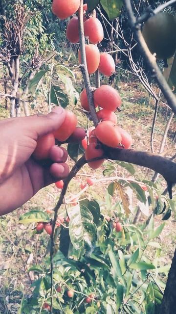 sweet goumi berry😋 смотреть онлайн