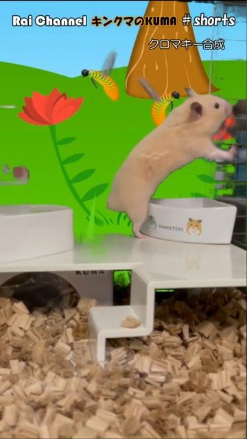 ハムスターミツバチと遊ぶ#shorts【かわいいハムスター】ハムスターかわいい смотреть онлайн