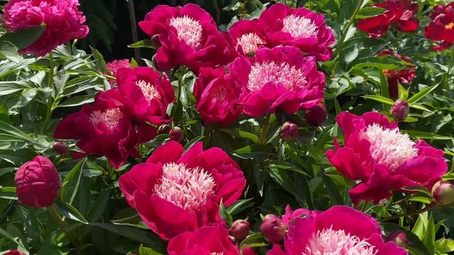 Добро пожаловать на ярмарку растений с 18 по 22 февраля 2025 смотреть онлайн