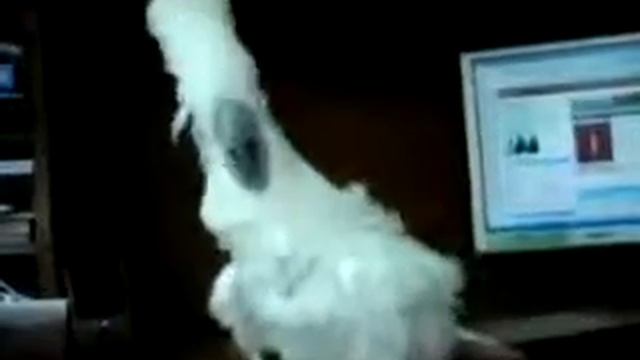 Попугай хардкор.mp4 смотреть онлайн