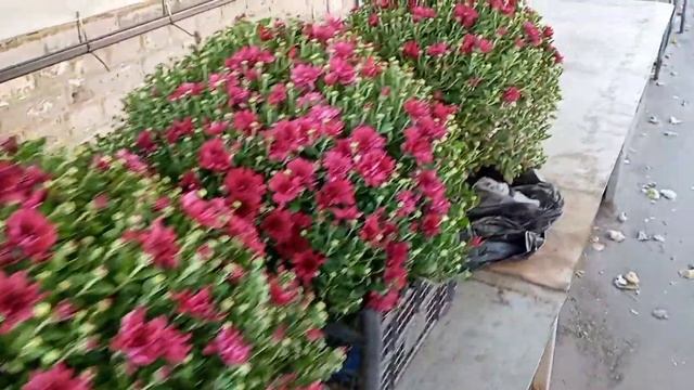 #хризантема #Запорожье #рынокАнголенко смотреть онлайн