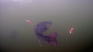 Что делает форель когда не клюет?!