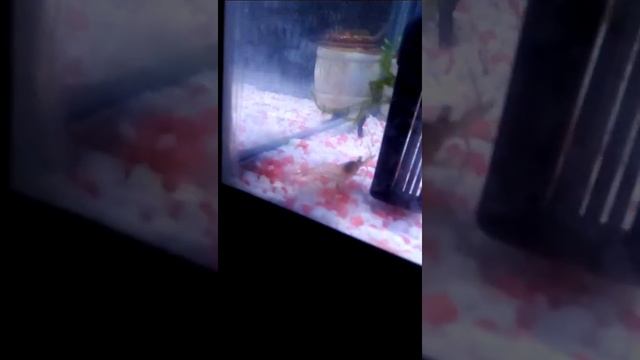 Новинка смотреть онлайн
