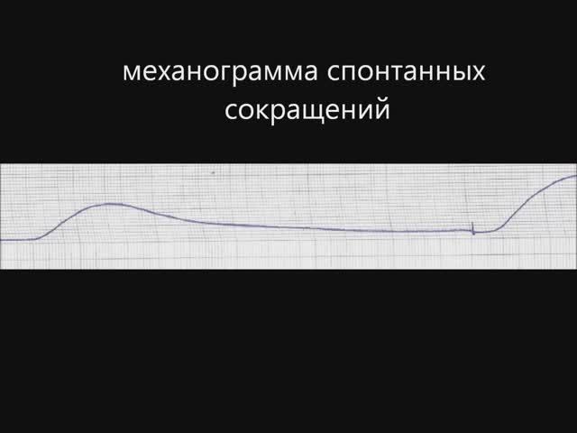 Гладкая мышца (эксперимент) смотреть онлайн