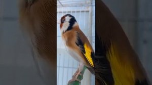 Черноголовый щегол ярит