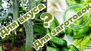 Огурцы. Сорта огурцов. Выбираем лучшие на сезон 2025