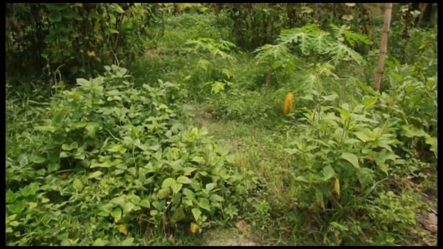 Papaya Circles - John Kaisner The Natural Farmer смотреть онлайн