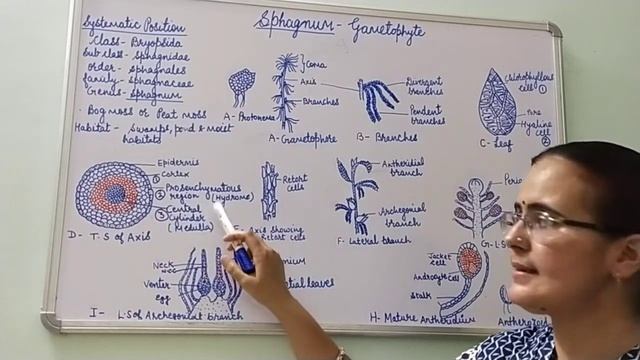 Sphagnum - Gametophyte смотреть онлайн