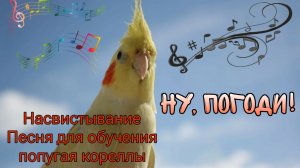 Песня для обучения попугая кореллы. Насвистывание мелодии "Ну, погоди!"