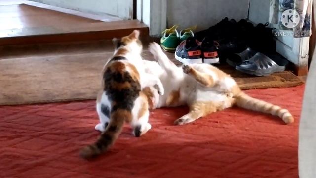 Кошачьи Бои смотреть онлайн