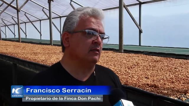 Café Geisha, de Francisco Serracin, de Panamá seduce al mercado asiático смотреть онлайн