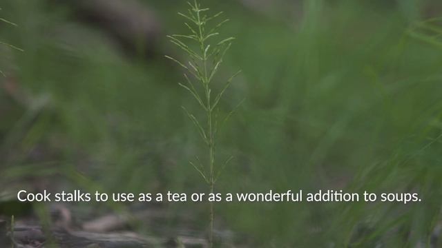 Horsetail | Taan X’adaadzaayi смотреть онлайн