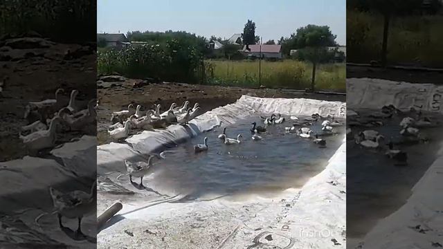 ЛПХ-Птицы смотреть онлайн