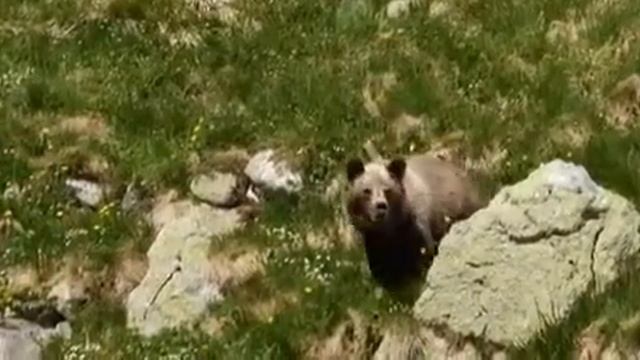 Встреча с медведем закончилачь печально смотреть онлайн