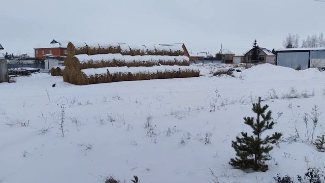 кот смотреть онлайн