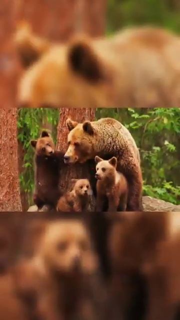 День медведя!!! смотреть онлайн