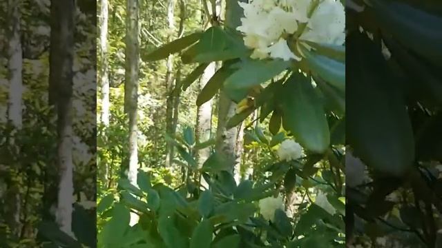 Поездка на кордон Кабаний смотреть онлайн