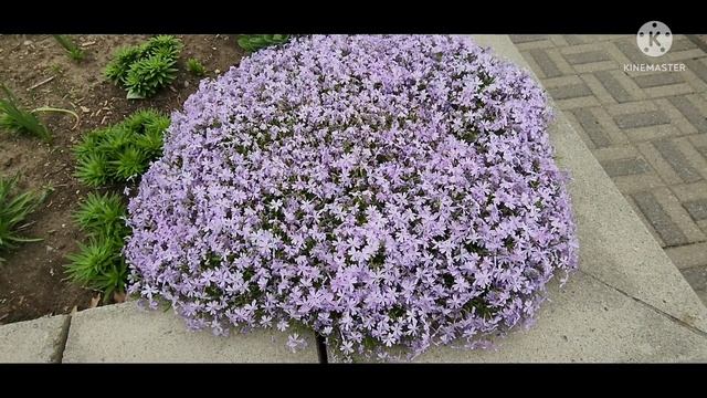 After the winter flowers are bloom | CANADA 🇨🇦 LIFE смотреть онлайн