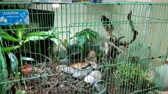 Mini aviary kolibri ninja смотреть онлайн