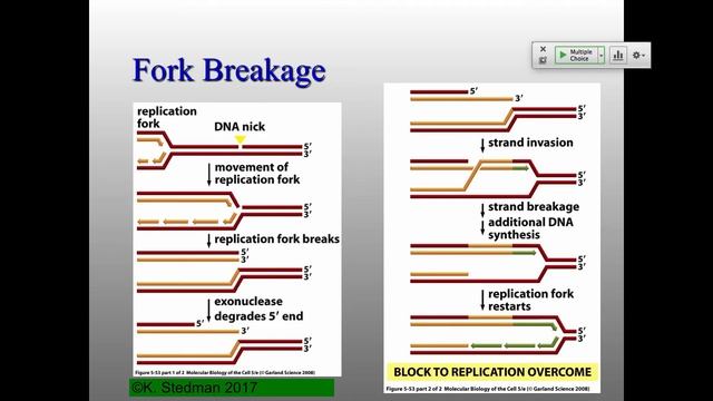 MB_W17_Lecture10 смотреть онлайн