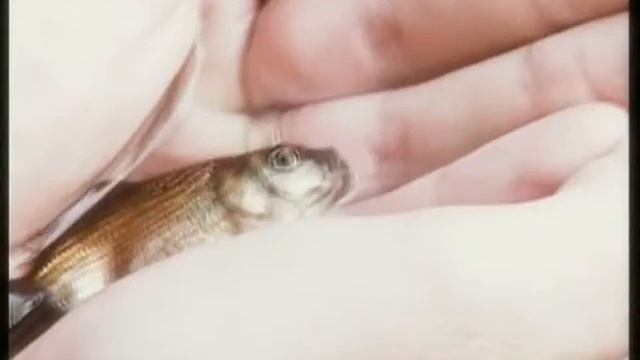 goldfish.avi смотреть онлайн