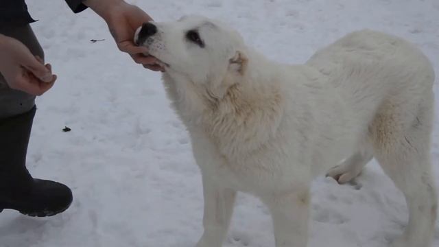 ханни 2 смотреть онлайн