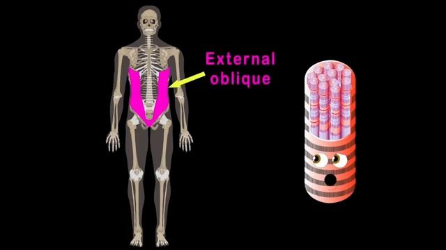 Every Human Muscle! | KLT Anatomy