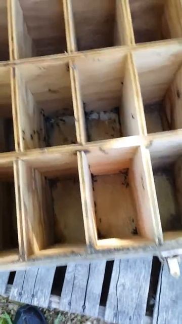 Ants! смотреть онлайн