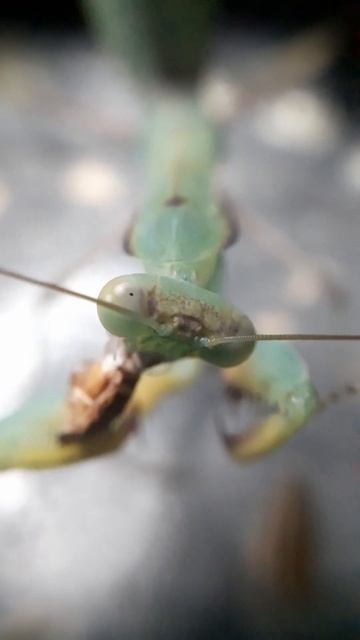 African Lined Mantis Eating смотреть онлайн