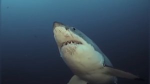 акула 🦈