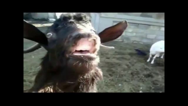 БАРАНЫ АТАКУЮТ😃 смотреть онлайн