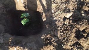 Как и когда сажать молодой саженец винограда