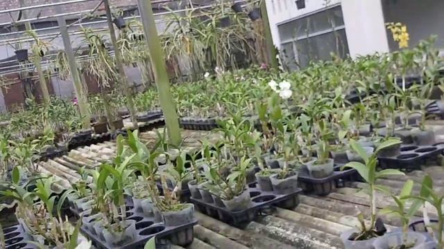 dara garden... dendro mini @25 ribuan. kenop minat wa 085856126505 смотреть онлайн