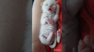 Маленькие котики