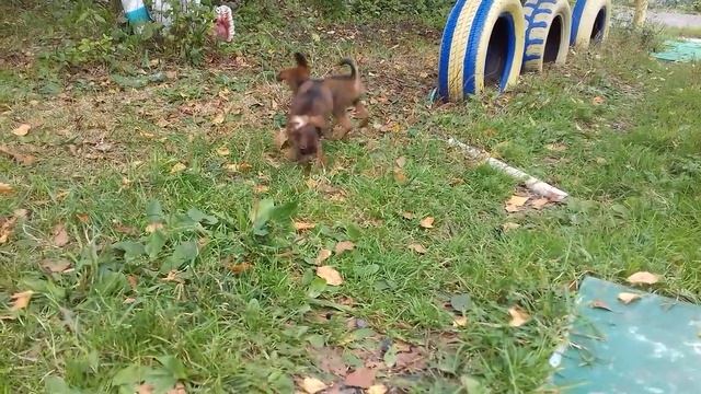 Рыжики в продаже смотреть онлайн