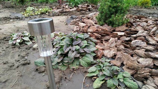 #хвойныйсад #хвойнаяизгородь #ельканадскаяконика #можжевельникблюэрроу смотреть онлайн