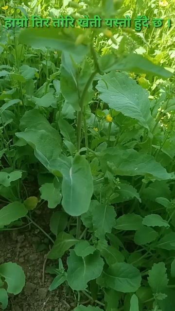 Mustard is the main oilseed crop of Nepal || Krishi Sandesh смотреть онлайн