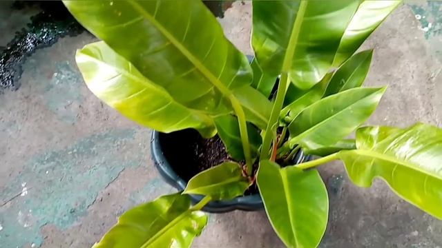 Philodendron Green Orlando Healthy leaves|super lush Green Orlando#cristinaplanters смотреть онлайн