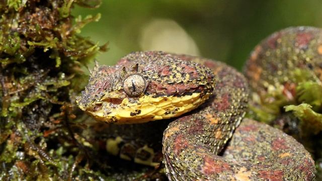 Eyelash viper (Bothriechis schlegelii) Gift Wirkung | Giftschlangen смотреть онлайн