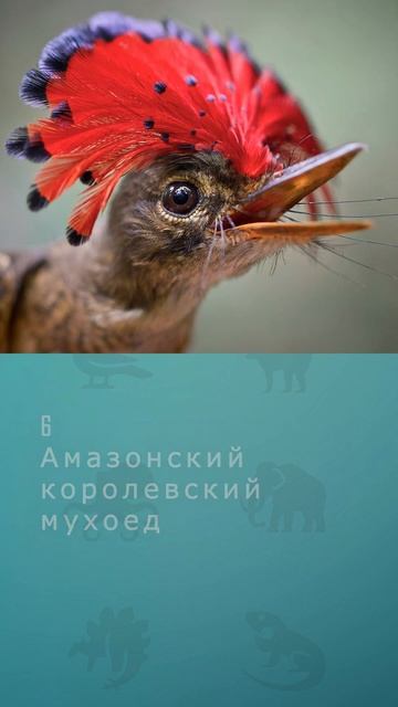 Топ 10 самых редких птиц мира #птицы #топ10 #комарик #интересное #шортс #редкиептицы смотреть онлайн