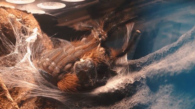 Caribena Versicolor changing an outfit for spring. смотреть онлайн