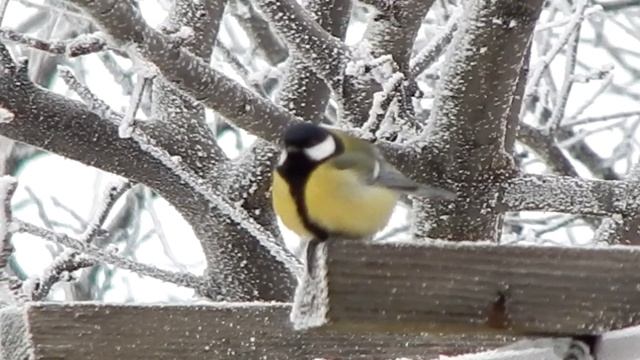 Синица смотреть онлайн