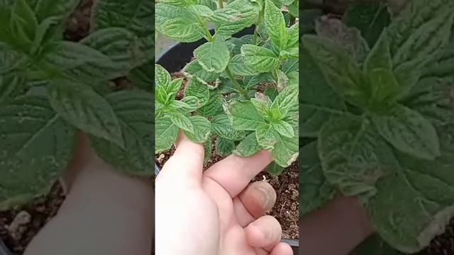 Обрабатывайте гортензии от вредителей смотреть онлайн