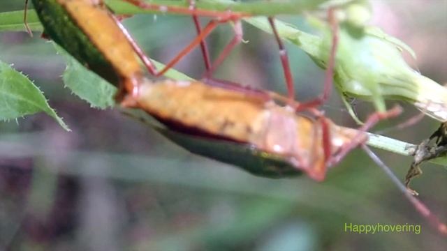 ツノアオカメムシ Pentatoma japonica смотреть онлайн