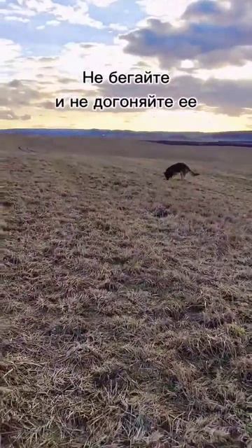 Собака убегает смотреть онлайн