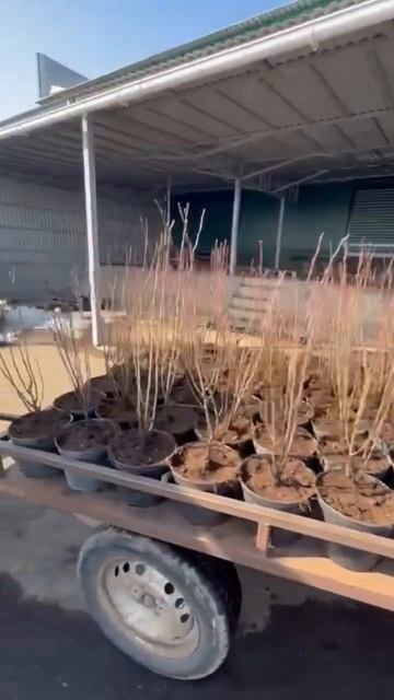 🌿ОТБОРНЫЙ кизильник 60-80 в контейнерах С3 смотреть онлайн
