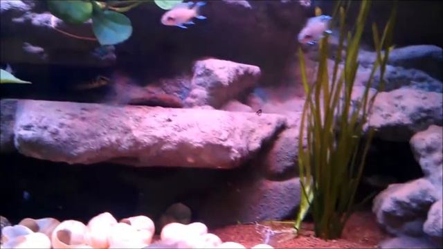 Aquarium tanganyika смотреть онлайн